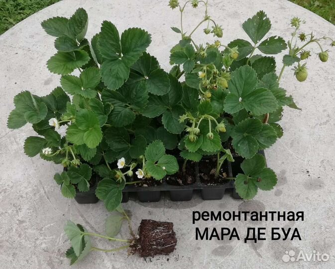 Усы клубники до 24.08.23