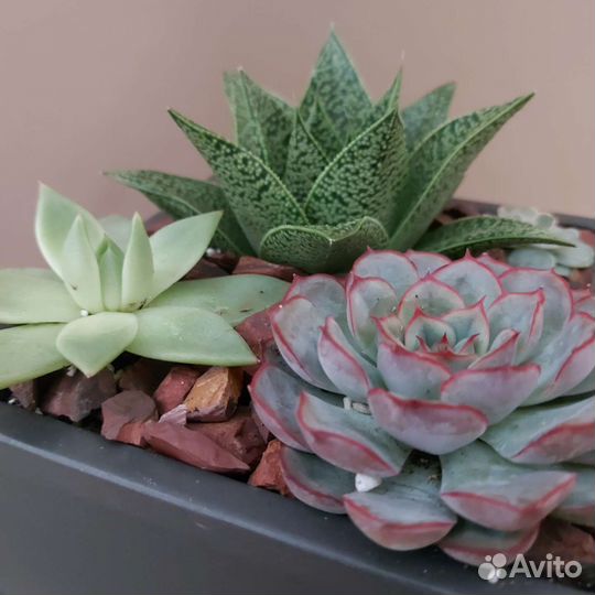 Композиция из суккулентов Доставка растений Тюмень