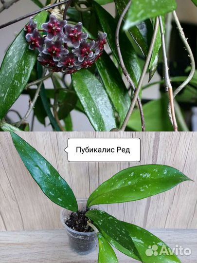 Хойя сортовая