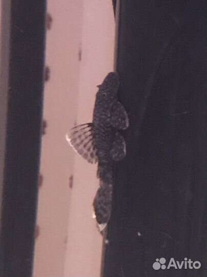 Сомики анциструсы платидорас синодонтис