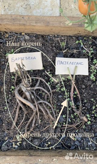 Пионы саженцы, корни