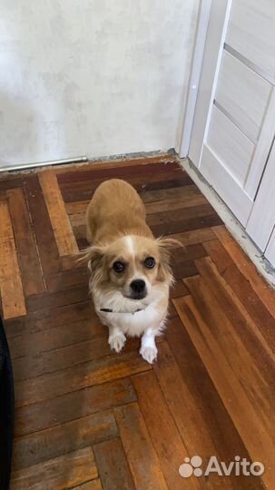 Найдена собака