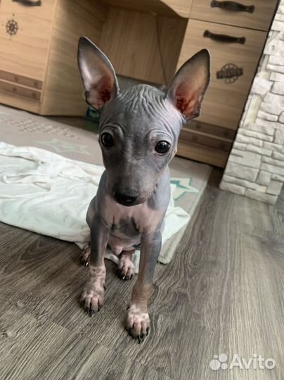 Американский голый терьер