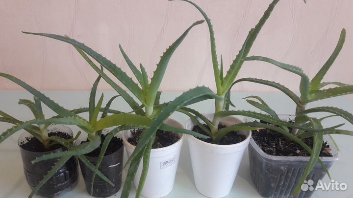 Столетник и крассула