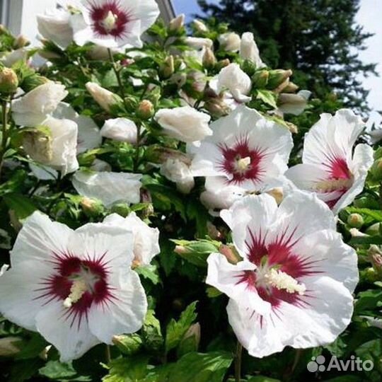 Гибискус Рэд Хард