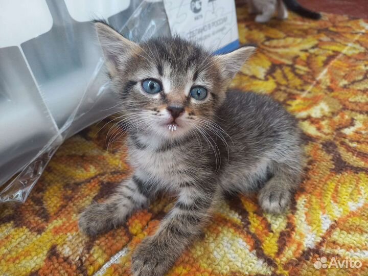 Котята бесплатно