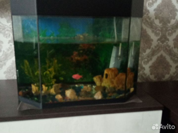 Аквариум с фильтром, лампой, растениями 2 рыбки