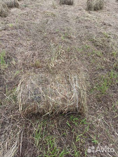 Сено в мини рулонах