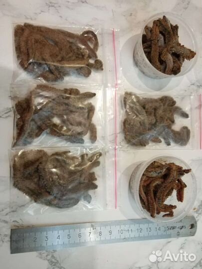 Морской червь, вялено мороженый