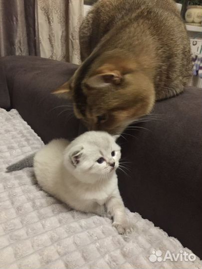 Шотландский кот вязка