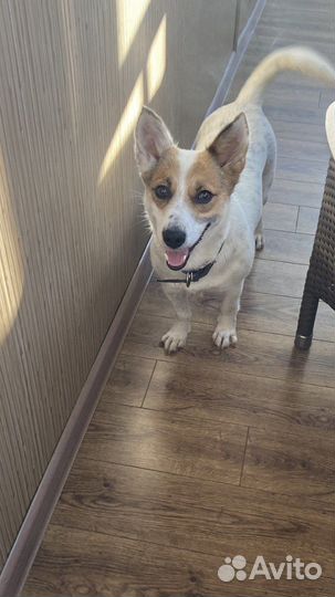 Собака в добрые руки отдам бесплатно