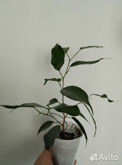 Фикус, традесканция фиолетовая