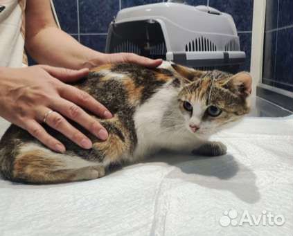 Нужен дом или передержка кошке с котятами