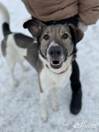 Молодого пса предали и сдали в приют