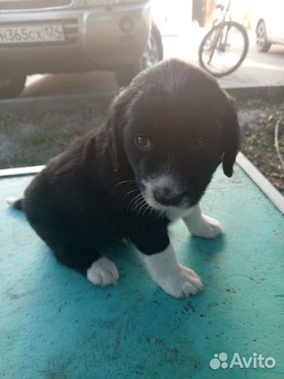 Отдам в добрые руки щенка