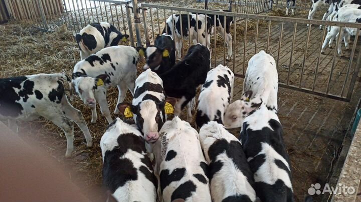 Телята бычки на откорм