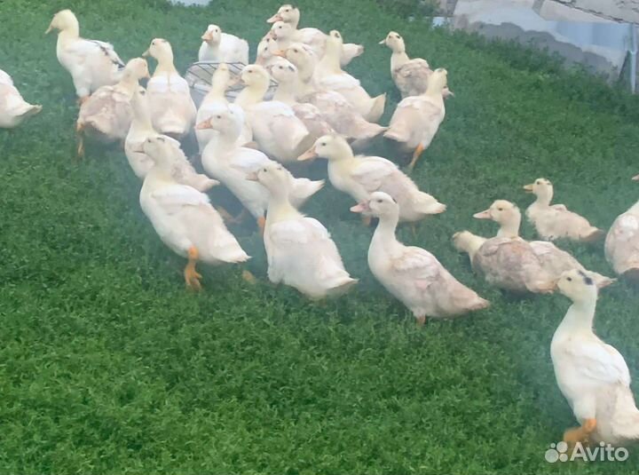 Утки муларды