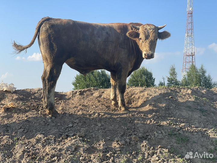 Бычки,мясо