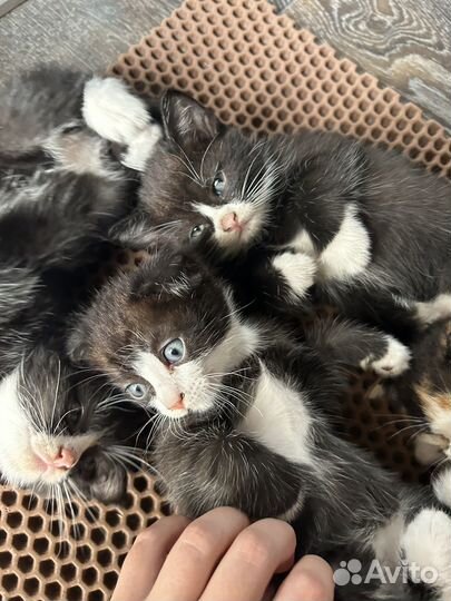 Вислоухие котята