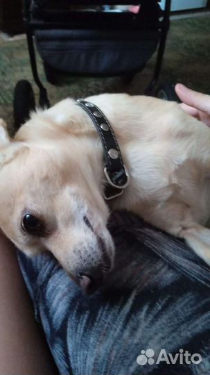 Собака в добрые руки