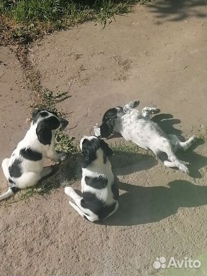 Щенки спаниэля