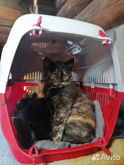 Котёнок в дар