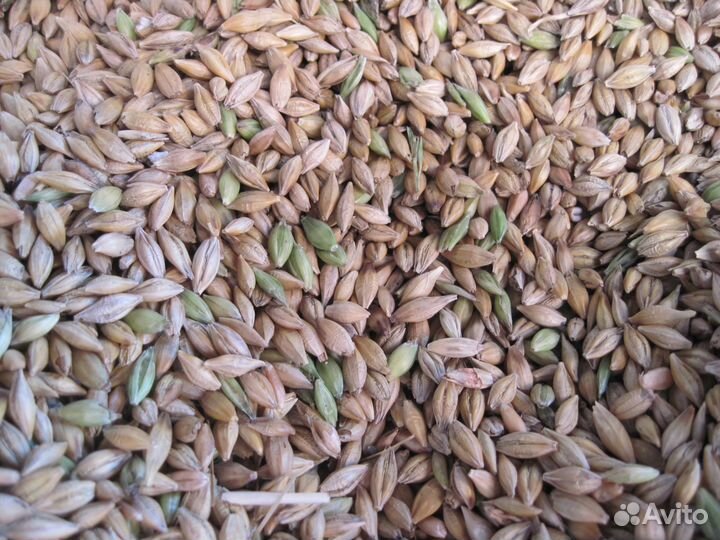 Пшеница, oвес, ячьмень, кукуруза, сено