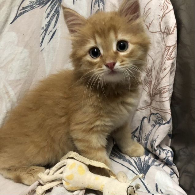 Котёнок в добрые руки