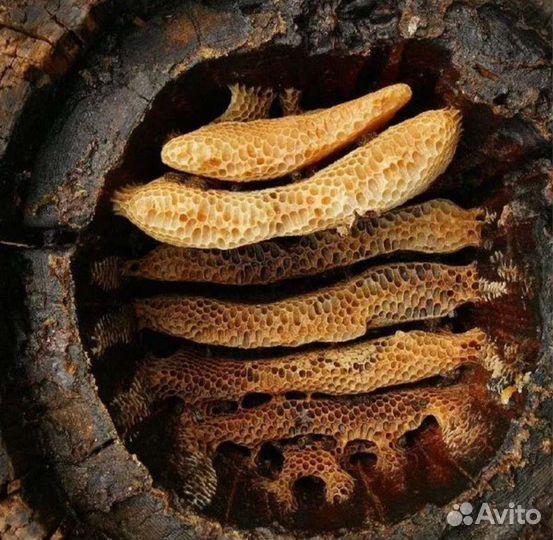 Бортевый мед