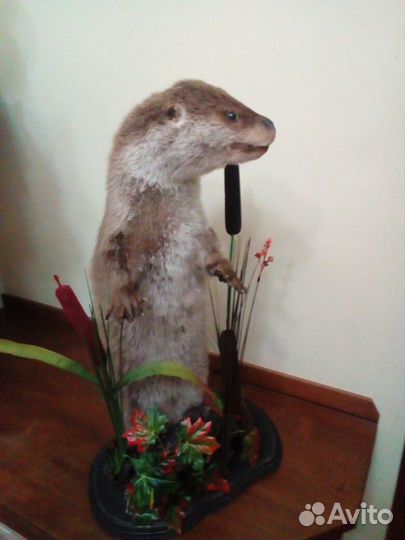 Чучело выдры
