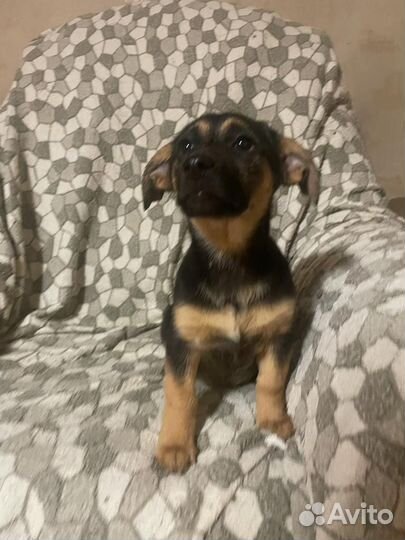 Щенок от мелкой коротколапой собакина испытательно