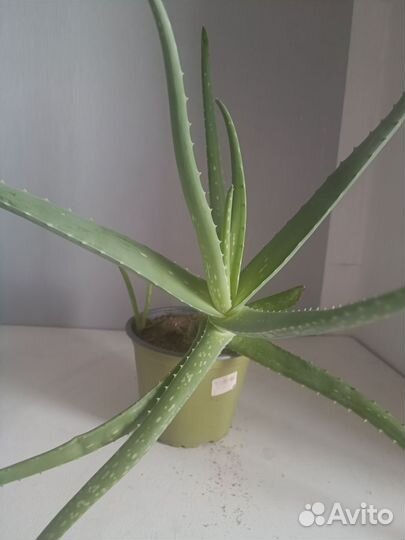 Алоэ Столетник