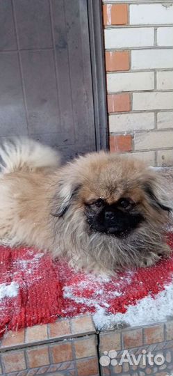 Вязка пекинес