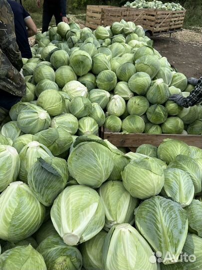 Капуста оптом