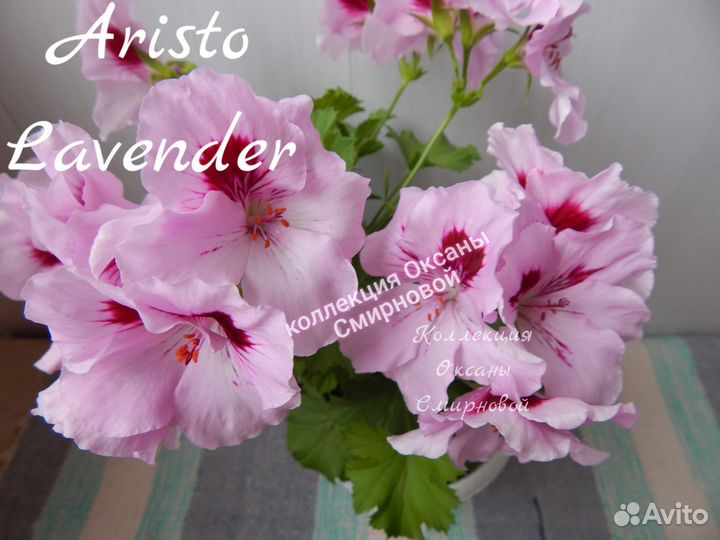 Герань пеларгония королевская