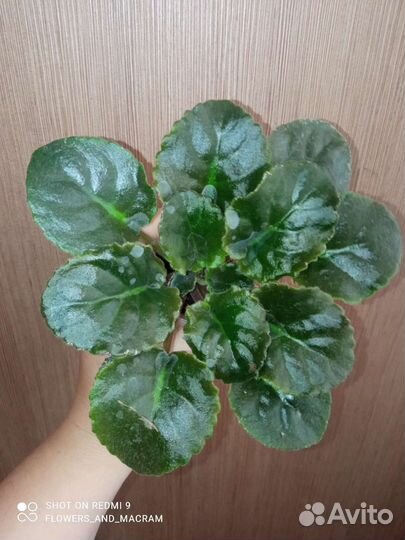 Фиалки ле-дикий виноград