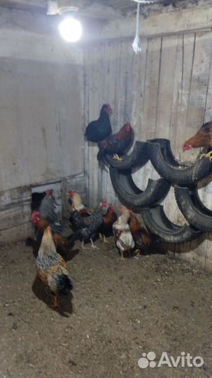 Молодые петухи