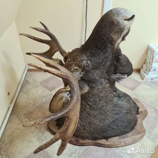 Чучело лося