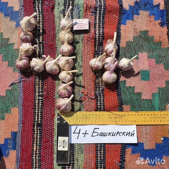 Семена чеснока 