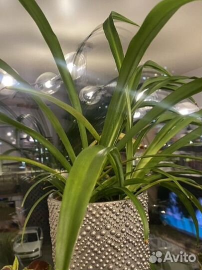 Комнатные растения (срезы)