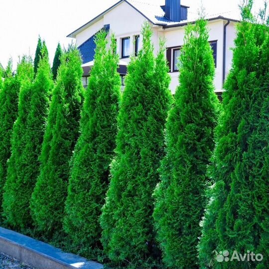 Туя Смарагд западная