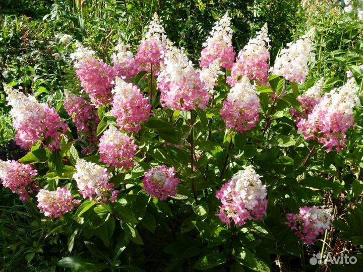 Гортензия Мэджикал Кэндл