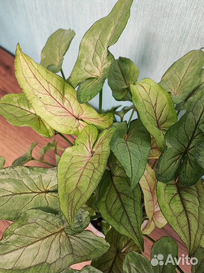 Сингониум орм мане