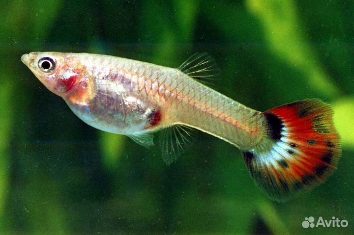 Аквариумные рыбы
