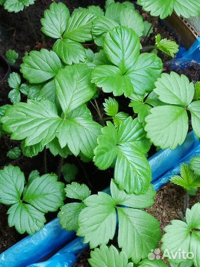 Земляника садовая рассада