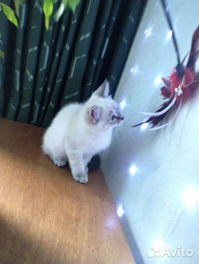 Сил-тебби-поинт