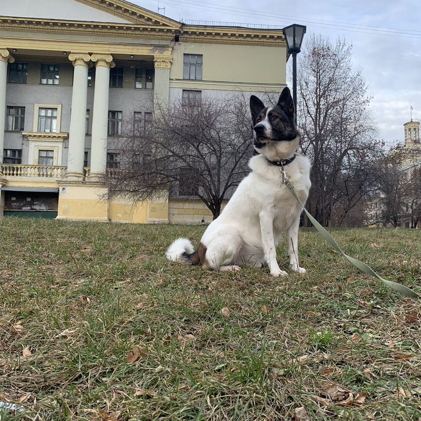 Собаки бесплатно