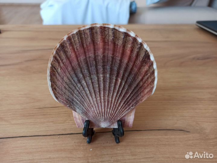 Морская раковина