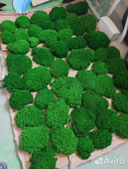 Королевский ягель премиальное качество мха