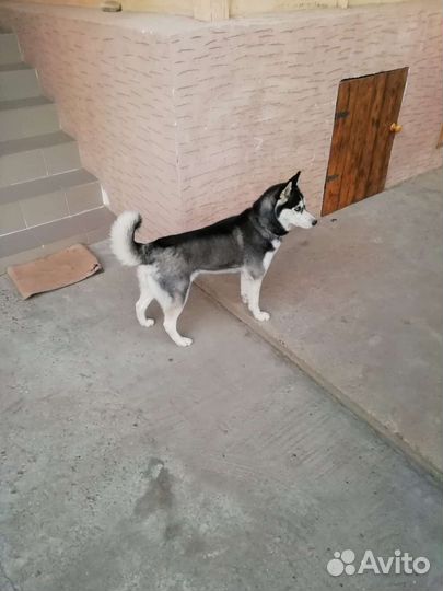 Собака в добрые руки отдам бесплатно